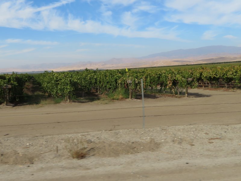 Finally, some green near Arvin - Grapes, after all, California is wine country